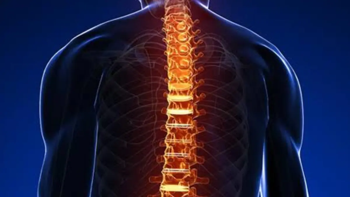 Anatomia e Simbolismo