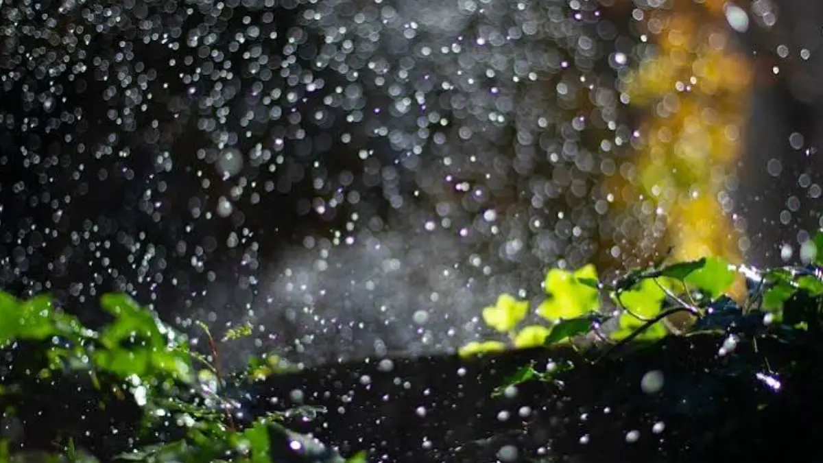Petricor Cheiro de Chuva
