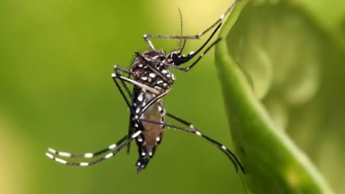 Mosquitos Curiosidades